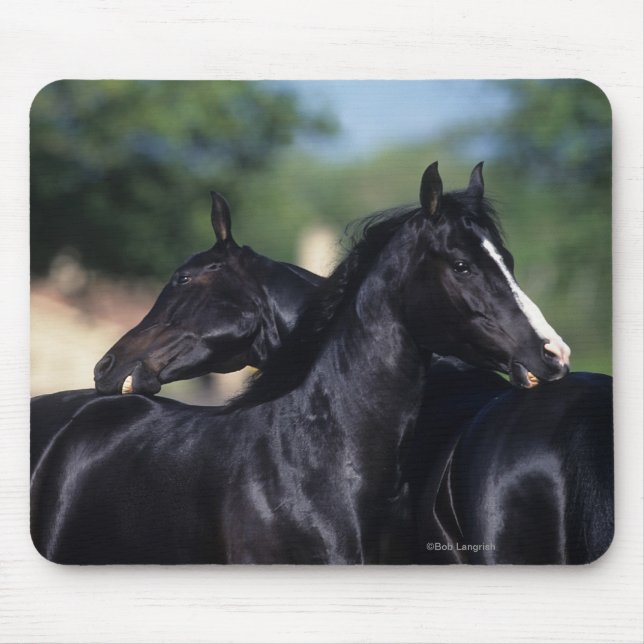 Mousepad Risco árabe do cavalo (Frente)
