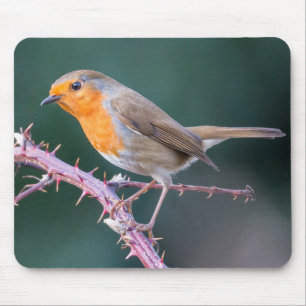 Mousepad Robin Perch em um Blackberry Branch