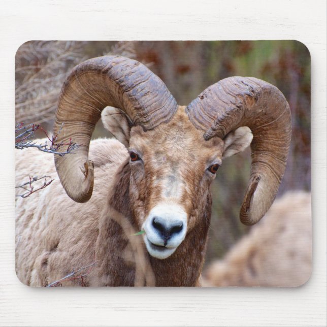 Mousepad Rocky Mountain Bighorn Shea (Frente)