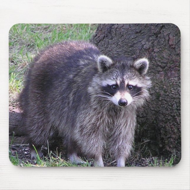 Mousepad Rocky, o Raccoon (Frente)