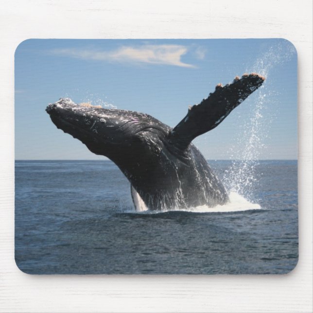 Mousepad Rompimento adulto da baleia de Humpback (Frente)