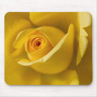 Mousepad Rosa amarelo macro