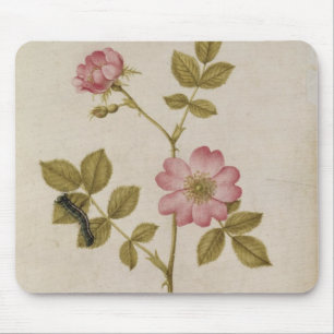 Mousepad Rosa Canina - Dogrose e Caterpillar (lápis & com