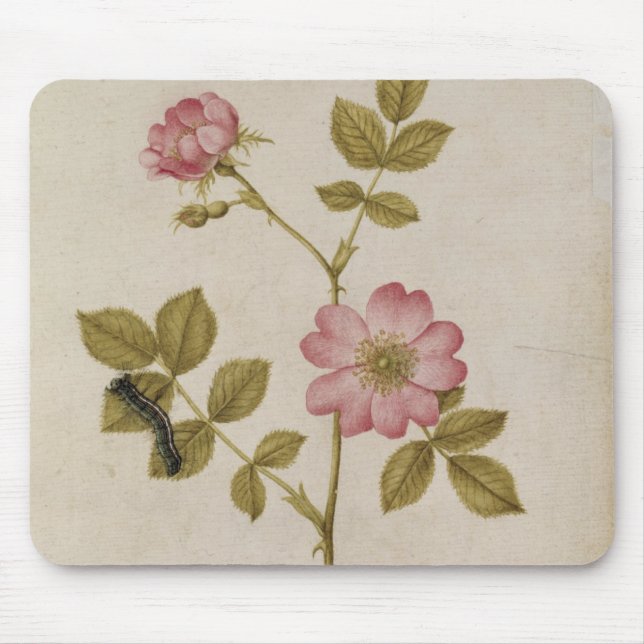 Mousepad Rosa Canina - Dogrose e Caterpillar (lápis & com (Frente)