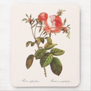 Mousepad Rosa Centifolia Foliacea