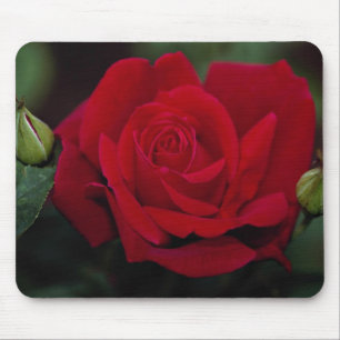 Mousepad Rosa de chá híbrido bonito 'Chrysler Imperial