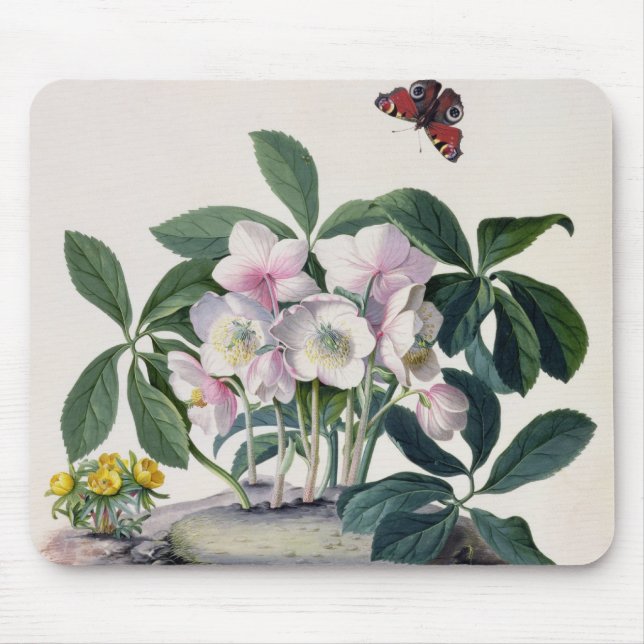 Mousepad Rosa de Natal (Helleborus niger) e inverno Aconi (Frente)