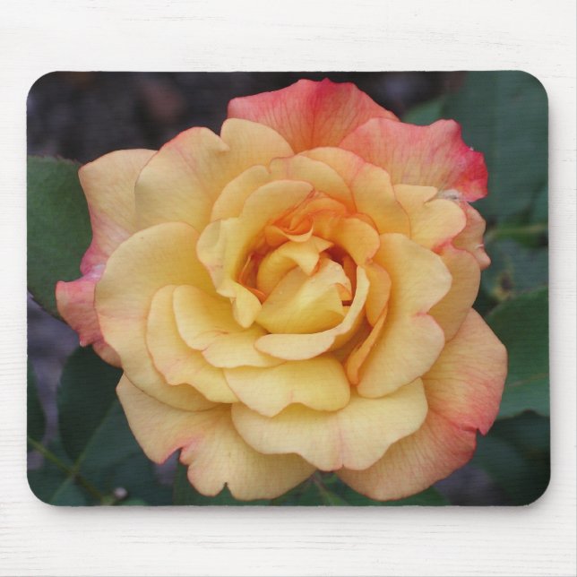 Mousepad Rosa de Paz Belo Rosa e Amarelo Floral (Frente)