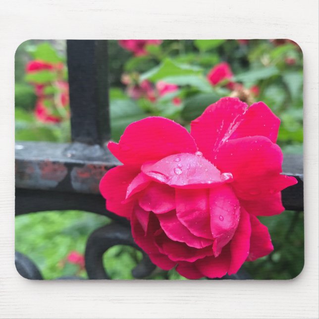 Mousepad Rosa Rosa Rosa Rosa Rosa Raindrops Dew Garden Gate (Frente)