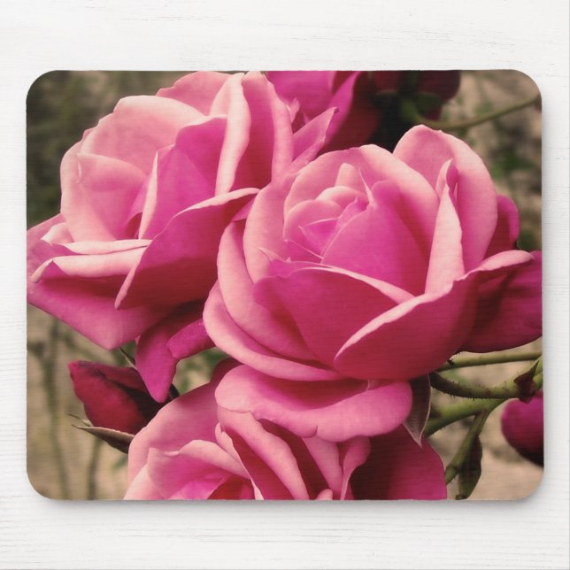 Mousepad Rosas cor-de-rosa do Pirouette (Frente)