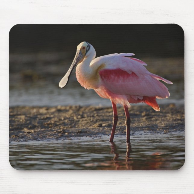 Mousepad Roseate Spoonbill, Ajaia ajaja, Querido Ding (Frente)