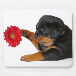 Mousepad Rottweiler - Cão-de-papoila com Gerbera Daisy Mou