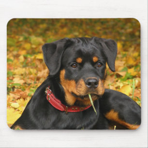 Mousepad Rottweiler Pup Deitado No Chão Na Floresta