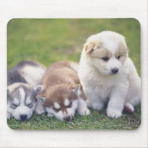 Mousepad Rouco Siberian; Uma raça do cão de funcionamento