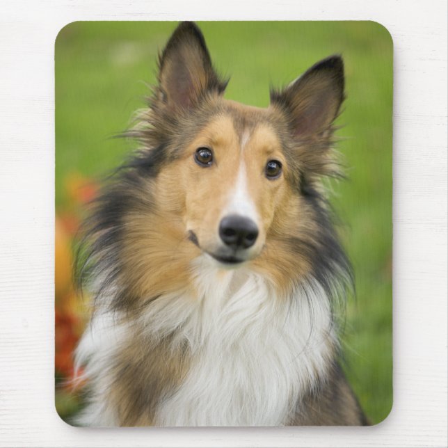 Mousepad Rough Collie, cão (Frente)