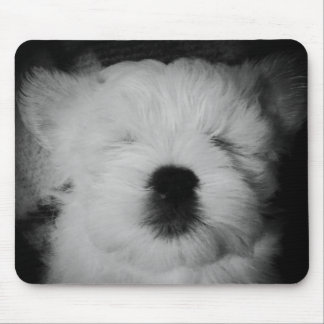 Mousepad Rowdy, Maltipoo Puppy