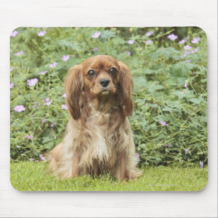 Mousepad Ruby Cavalier King Charles Spaniel na grama