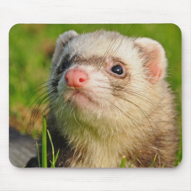 Mousepad Sable Ferret na grama (Frente)