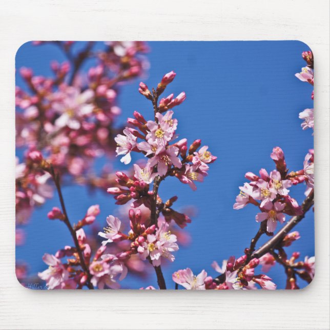 Mousepad Sakura Flores de Cerejeira Tocando o Azul (Frente)