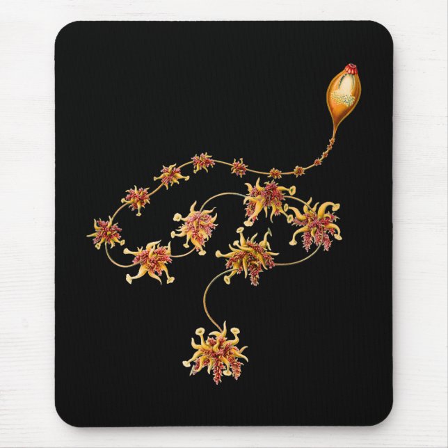 Mousepad Salacella (Frente)