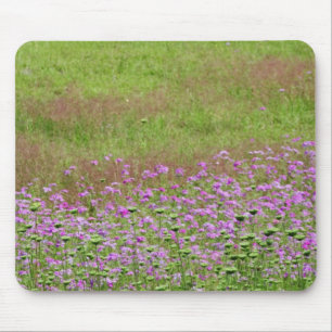 Mousepad Salsa de Rainha Ana (Daucus carota) crescendo