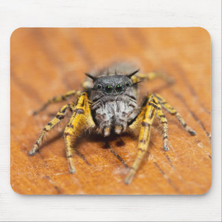 Mousepad Saltador bonito olhando para você!