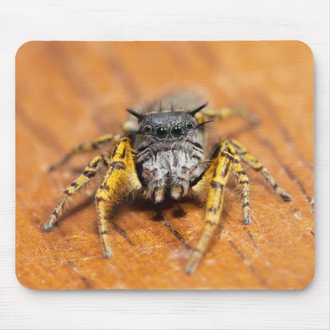 Mousepad Saltador bonito olhando para você! (Frente)
