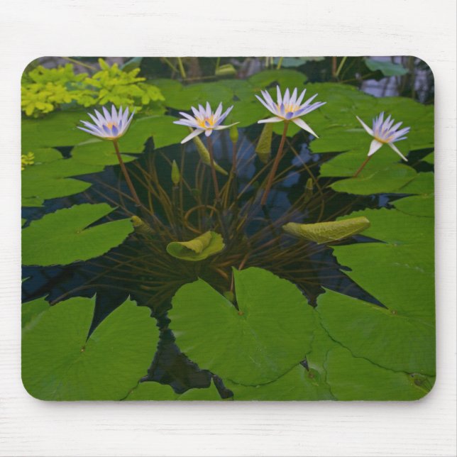 Mousepad San Francisco California Ouro Gate Park e (Frente)