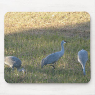Mousepad Sandhill Crane Grazing Fotografia