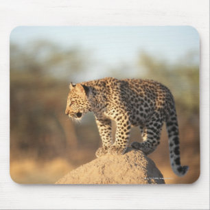 Mousepad Santuário de animais selvagens de Harnas, Namíbi