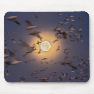 Mousepad Santuário Nacional de Vida Selvagem Bosque del Apa