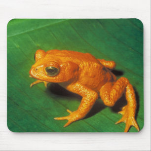 Mousepad Sapo alaranjado
