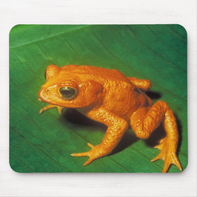 Mousepad Sapo alaranjado (Frente)