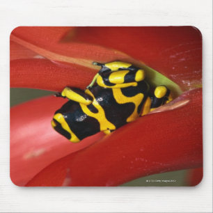 Mousepad sapo Amarelo-unido do veneno