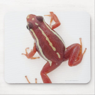 Mousepad sapo Branco-listrado do dardo do veneno