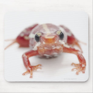 Mousepad sapo branco-listrado do dardo do veneno