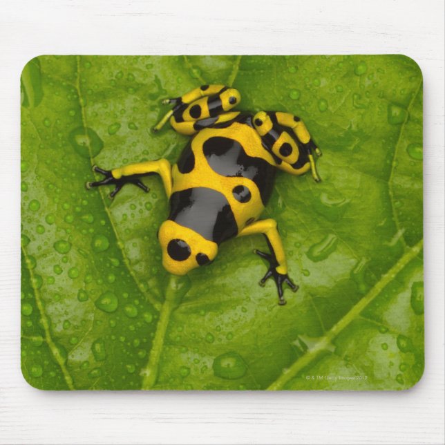 Mousepad Sapo Bumblebee Poison Dart (Frente)