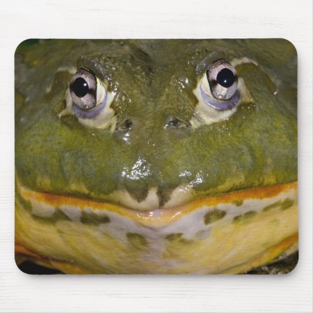 Mousepad Sapo Burrolante Africano, Pyxicephalo (Frente)