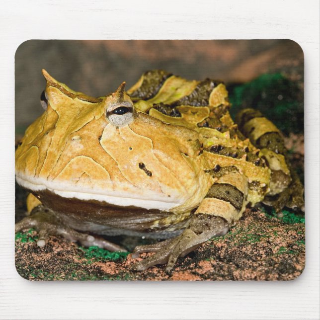 Mousepad Sapo Chifrudado Brasileiro, Ceratophrys cornuta, 3 (Frente)