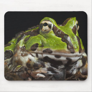 Mousepad Sapo Chifrudado do Pacífico Ceratophrys stolzmanni