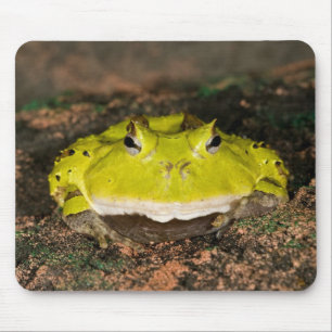 Mousepad Sapo Chifrudinho Brasileiro, Ceratophrys cornuta,