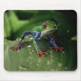 Mousepad Sapo Colorido