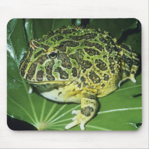 Mousepad Sapo-Cornudo-Ornado, (Ceratophrys ornata),