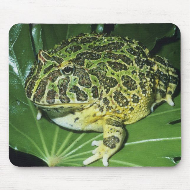 Mousepad Sapo-Cornudo-Ornado, (Ceratophrys ornata), (Frente)