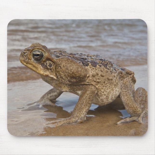 Mousepad Sapo-cururu Rhinella marina, anteriormente Bufo (Frente)