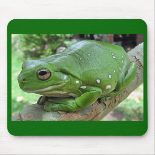 Mousepad Sapo de Árvore Branco - Litoria caerulea