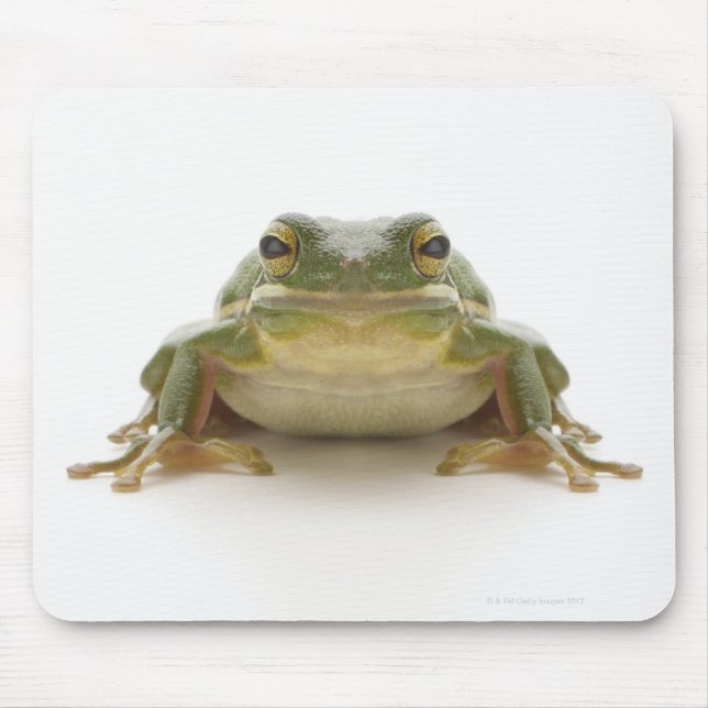 Mousepad Sapo de árvores verdes (Hylidae cinerea) (Frente)