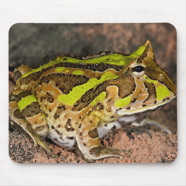 Mousepad Sapo de Corno Brasileiro, Ceratophrys cornuta, Nat (Frente)