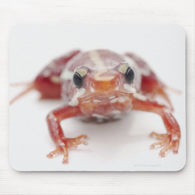 Mousepad sapo de dardo venenoso com listras brancas (epiped (Frente)