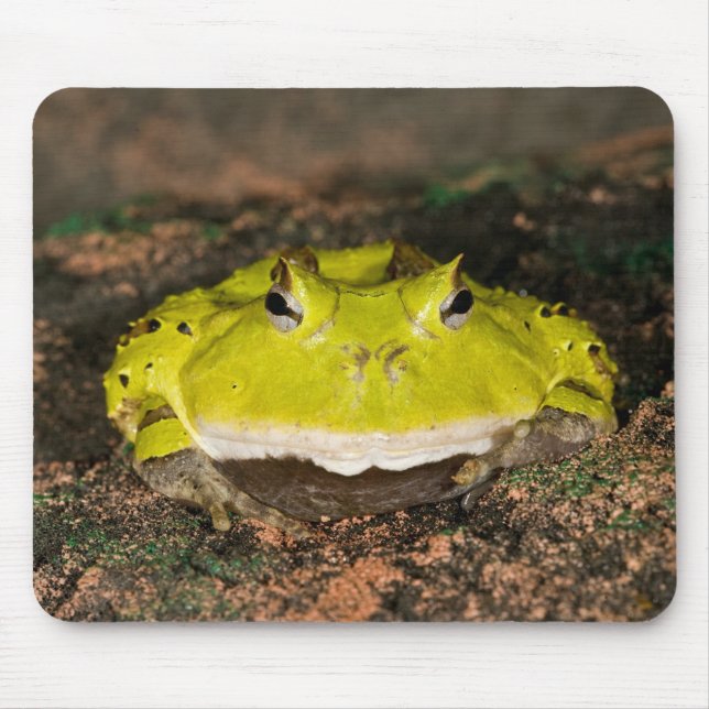 Mousepad Sapo do Corno brasileiro, Ceratophrys cornuta, 2 (Frente)
